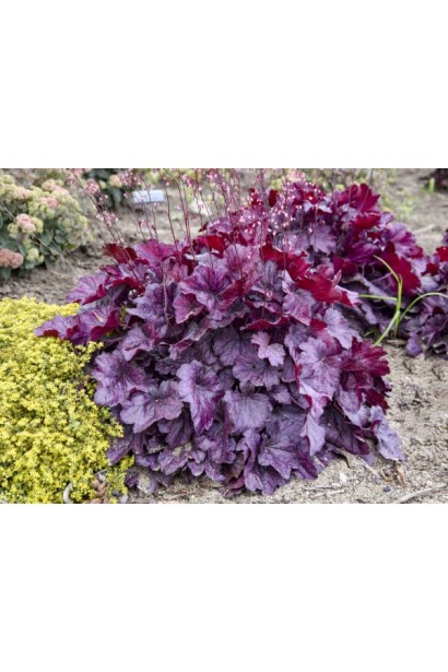 Heuchera hybrida ’Wild Rose’